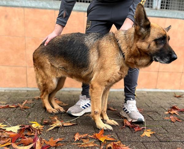 GIANNA PASTORE TEDESCO Foto 8